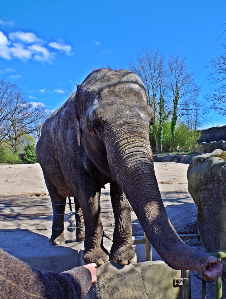 Pachyderm proboscidea zoo
