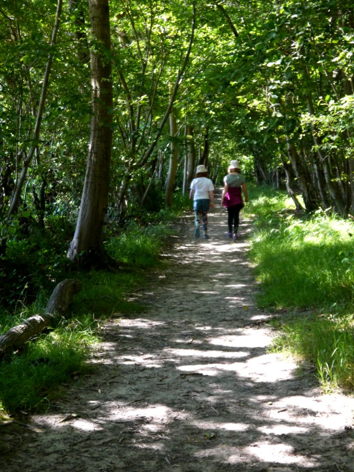 Walking Through The Woods