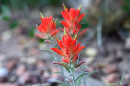 Reliable Wildflowers