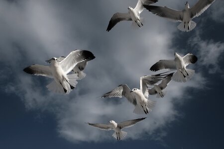 Birds flying wing freedom