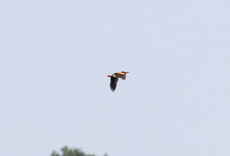 Least Bittern, Pte. Mouillee SGA, July 25, 2012