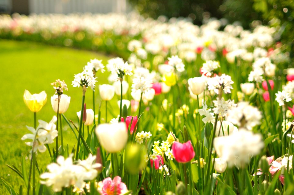 Keukenhof Holland Creative Commons by gnuckx