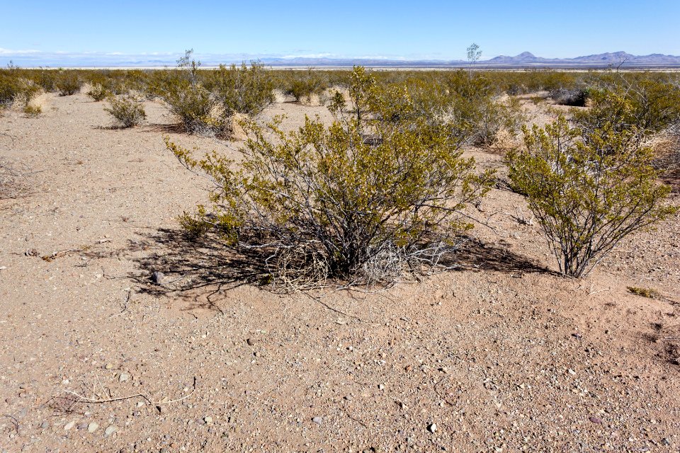 East-northeast of Bobcat Hill