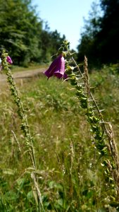 Digitalis photo