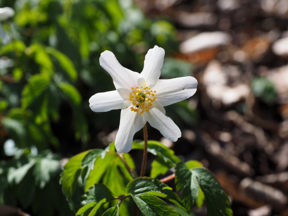 Flower white anemone nemorosa