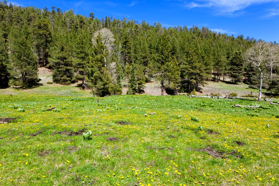 Cañada del Potrero