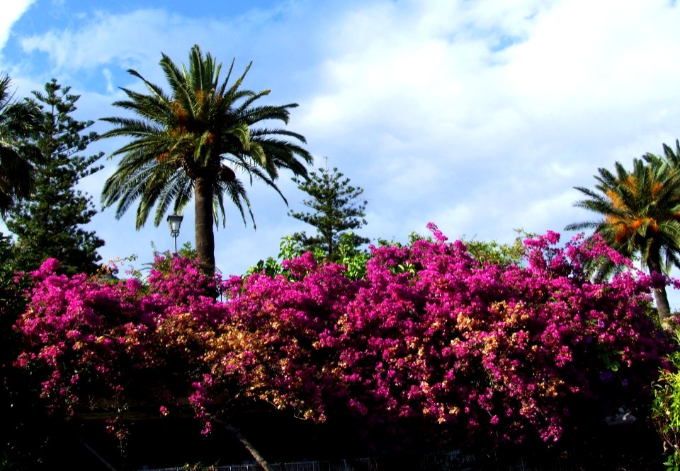 Bougainvillea-Taormina-Sicilia-Italy - Creative Commons by gnuckx