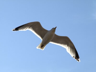 Bird animal flying photo