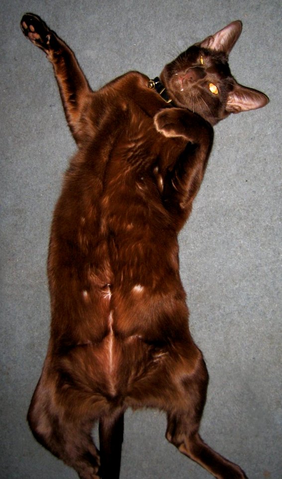 Addison Siamese Havana cat Stretch 4327