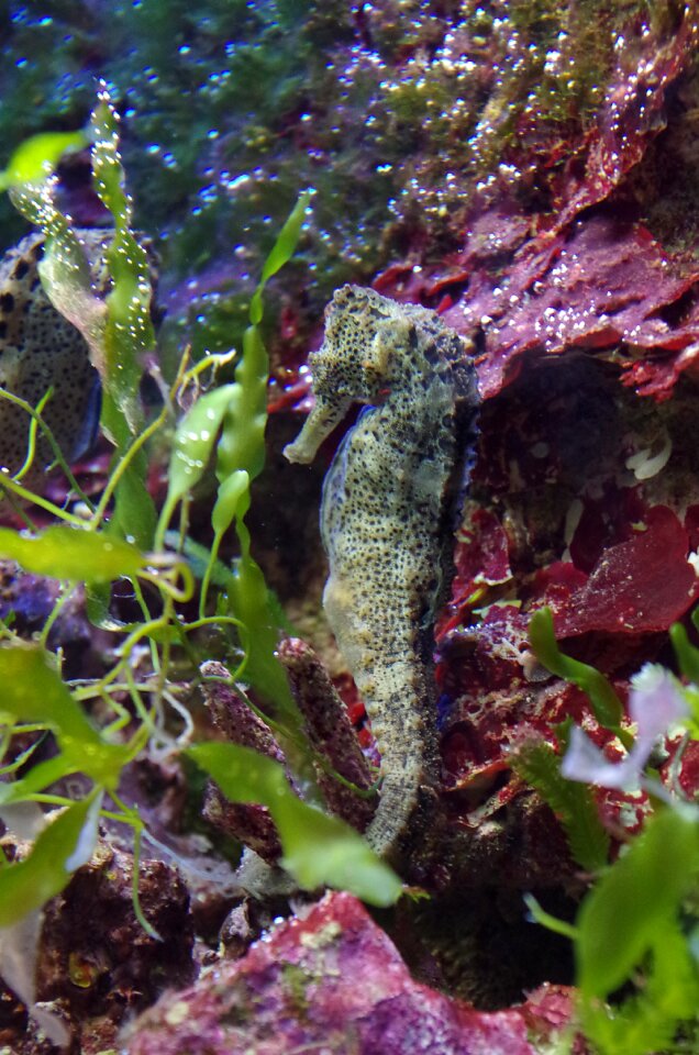 Underwater water creature coral