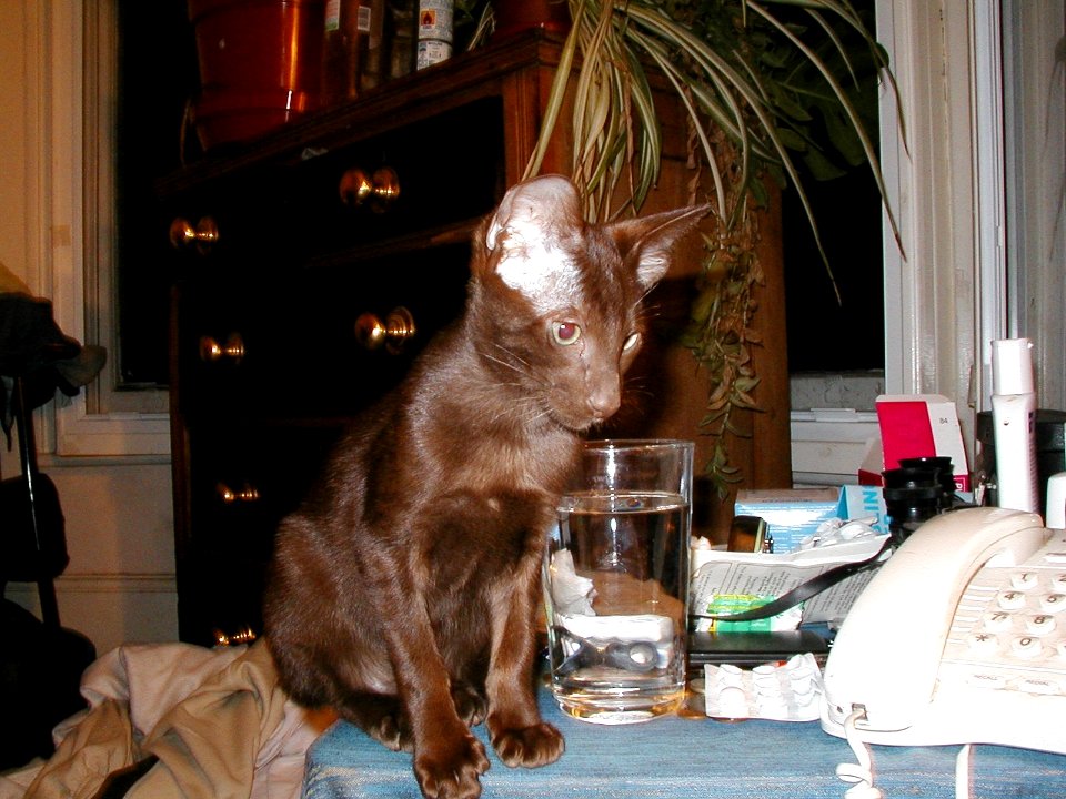 Addison Siamese Havanah cat kitten 0130