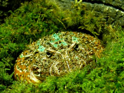 Ornate Horned Frog photo