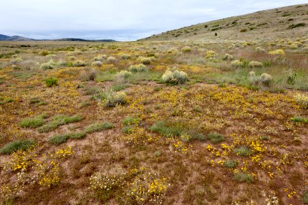 Near Coyote Canyon