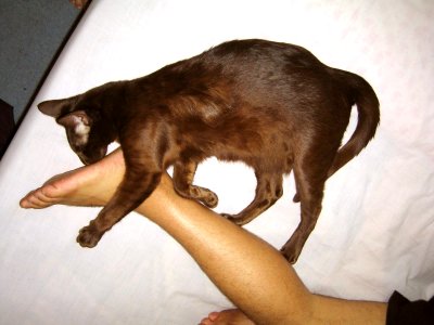 Addison Siamese Havana cat Stretch 4004 photo