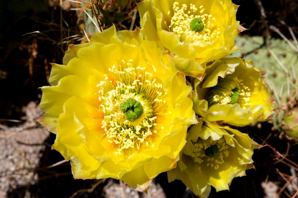Opuntia tortispina