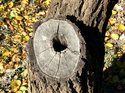 Trunk bark pine wood photo