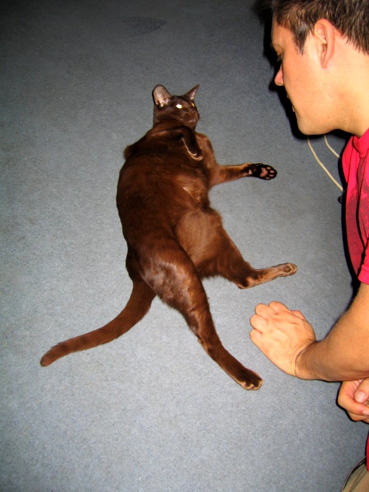 Addison Siamese Havana cat Stretch 4343