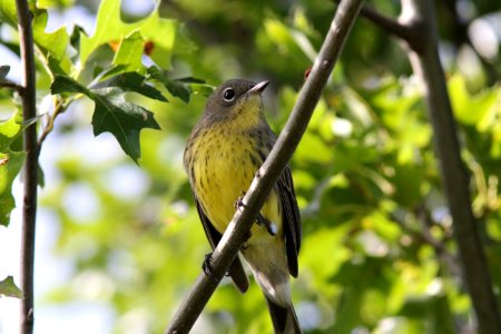 Kirtland's Warbler, Grayling, MI, September 1, 2012
