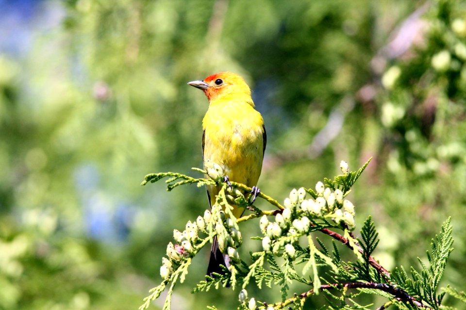 Western Tanager, Hungry Horse, MT, July 6, 2012