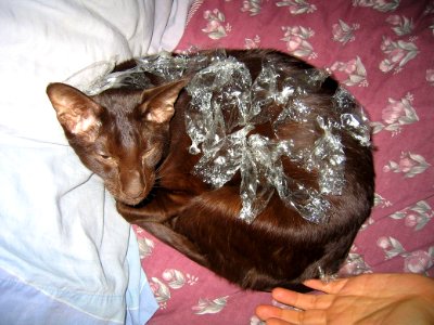Addison's sparkly new party dress Siamese Havanah cat