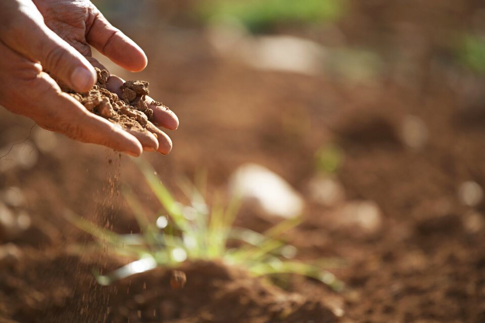 Plant earth brown earth