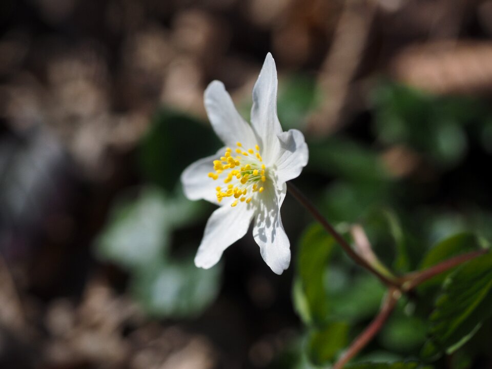 Flower white anemone nemorosa