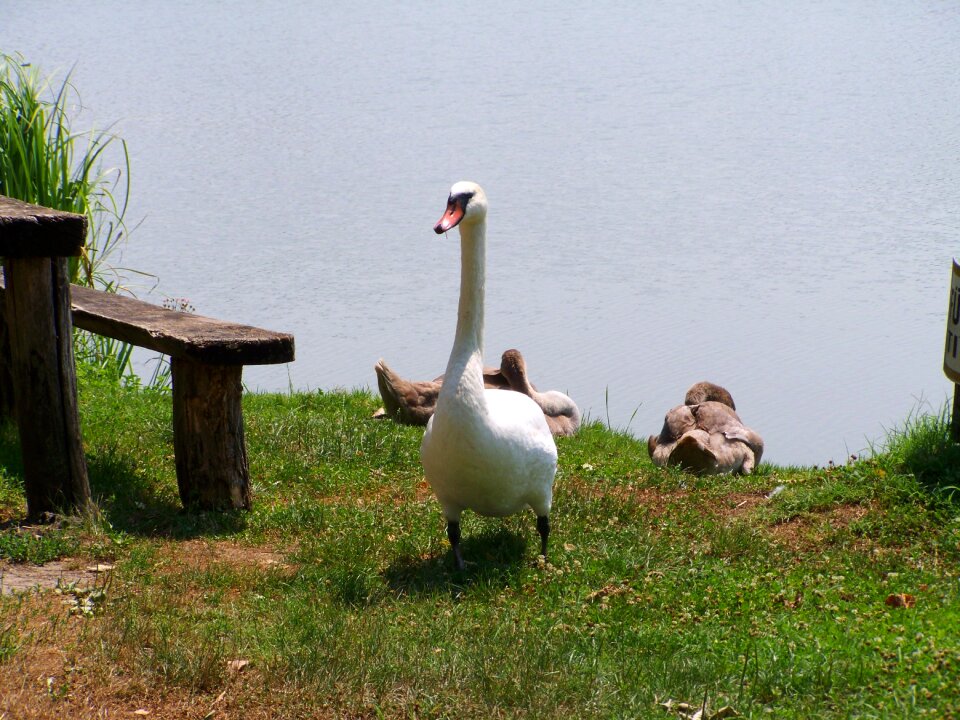 White swan waterfowl animal