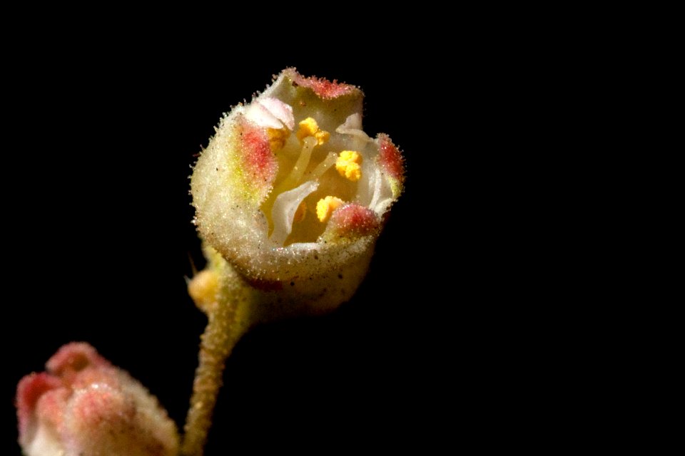 Heuchera novomexicana