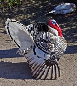Creature animal poultry