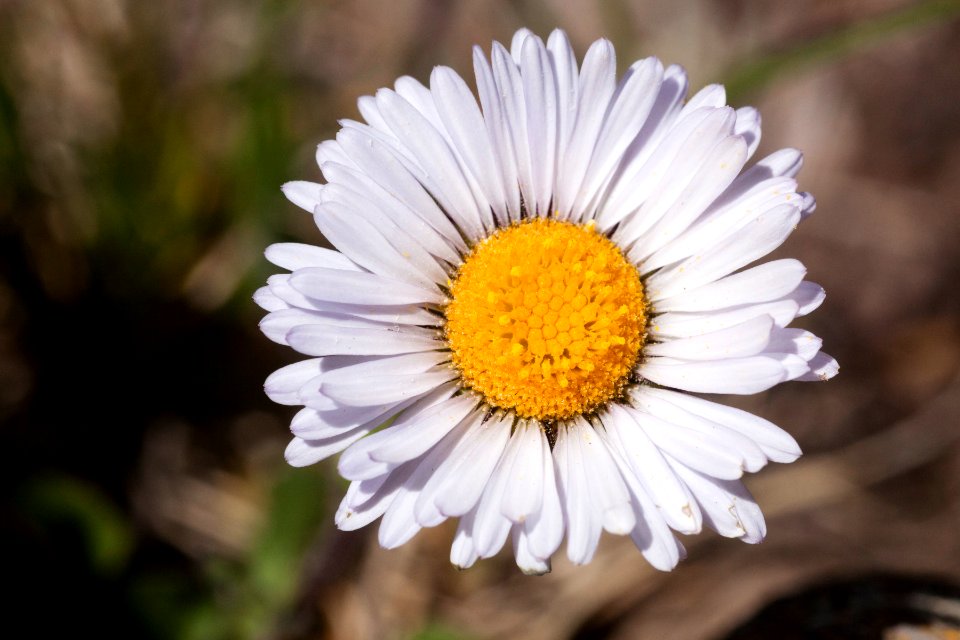 Erigeron grandiflorum