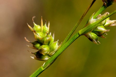 Carex leucodonta
