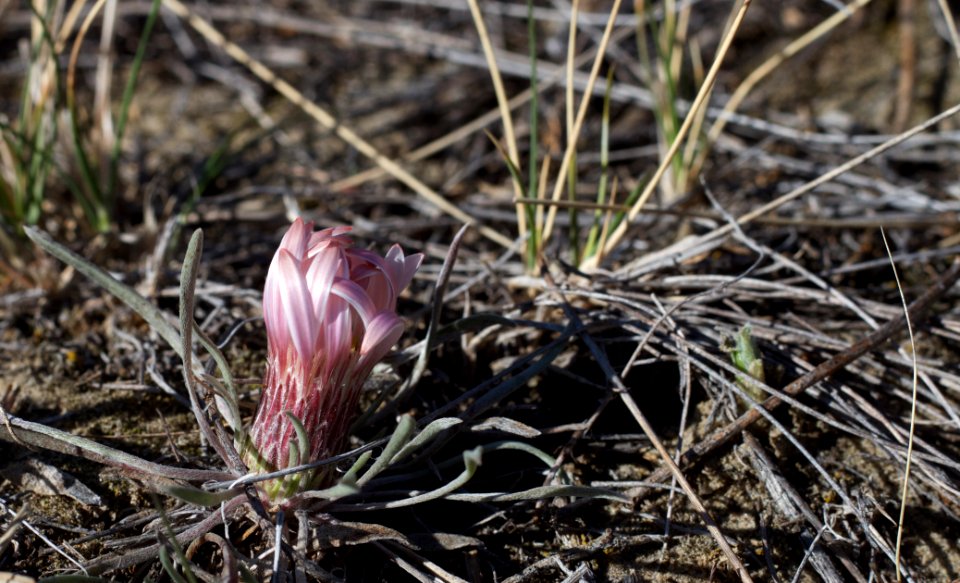 Crocus Time