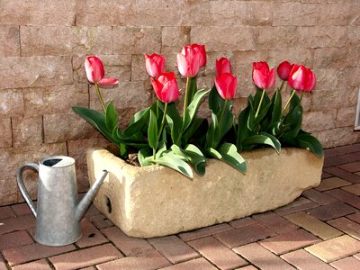 Red plant garden