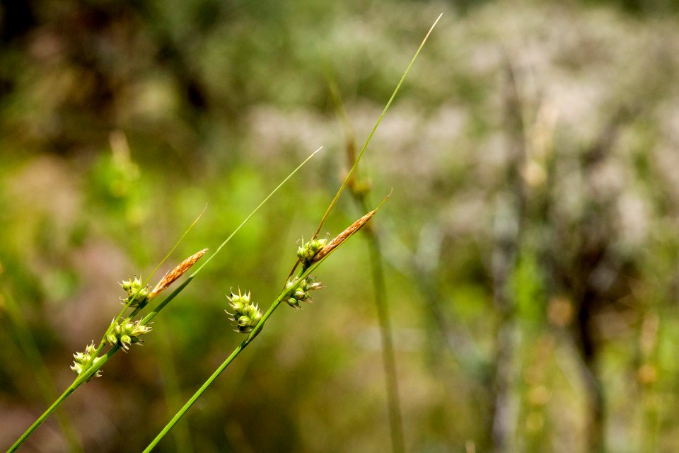 Carex leucodonta