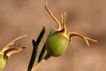 Mentzelia humilis var. humilis