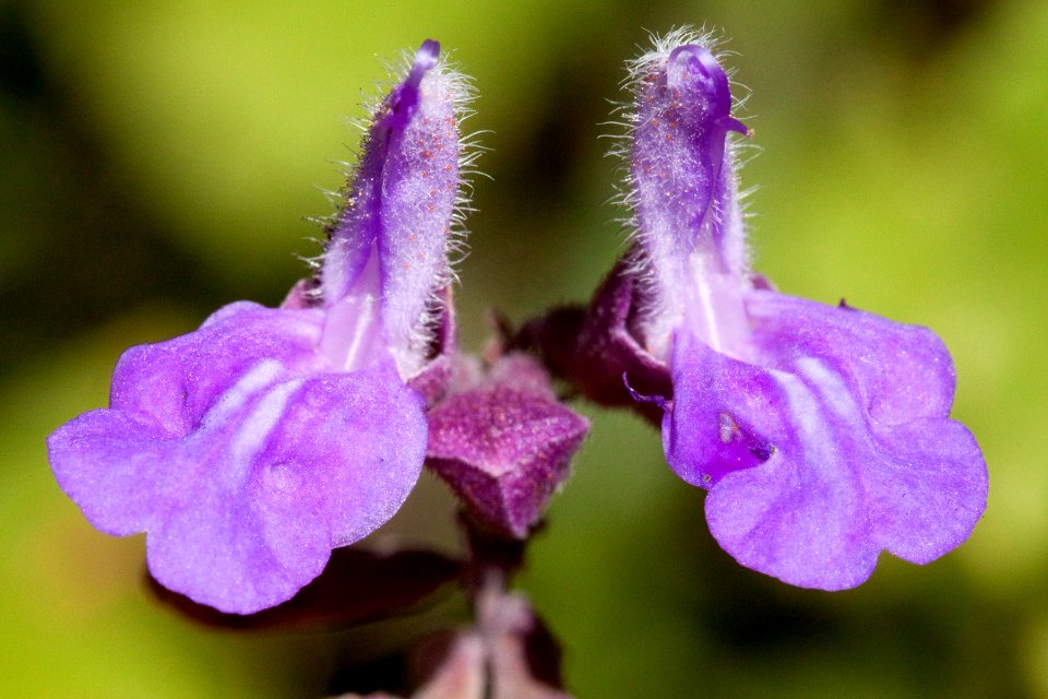 Salvia pinguifolia