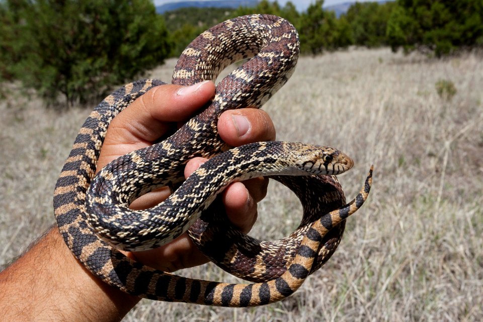 Pituophis catenifer sayi