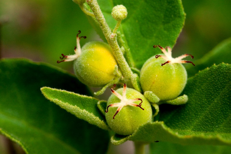 Croton fruticulosus