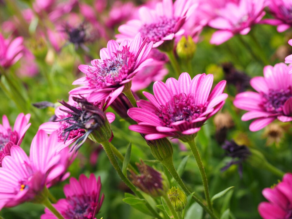 Flower pink osteospermum photo