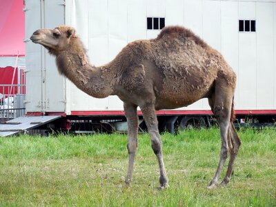 Camel circus animal