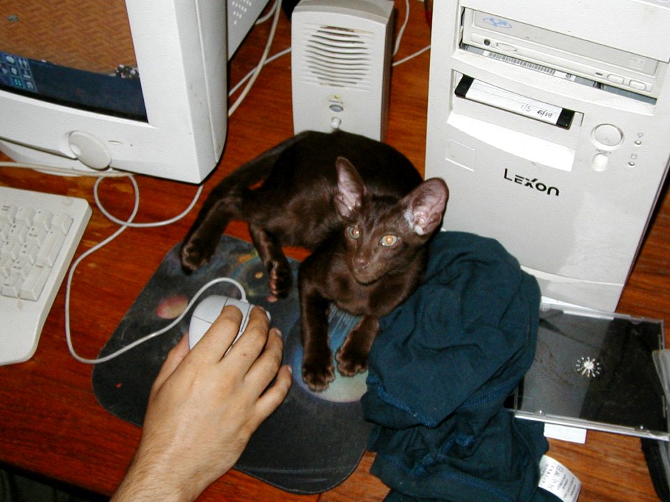 Addison Siamese Havanah cat kitten Oct 6th 07