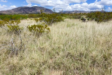 Near Tularosa Creek