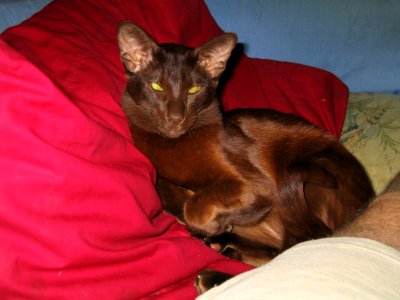 Addison Siamese Havana cat older 0007