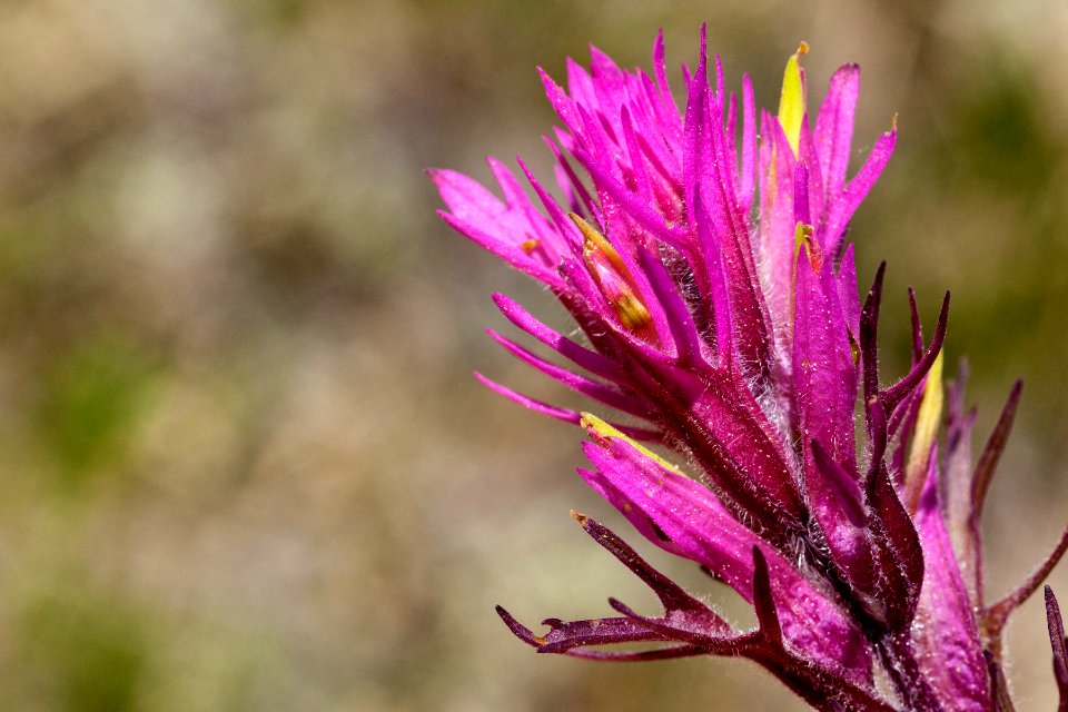 Castilleja haydenii