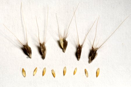 Chloris virgata
