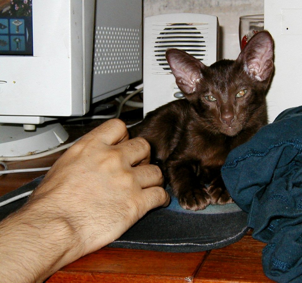 Addison Siamese Havanah cat kitten Oct 6th 02