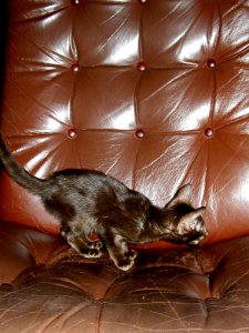 Addison Siamese Havanah cat kitten 039 photo