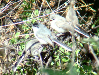 Black-capped Gnatcatchers, Proctor Rd, Madera Canyon, AZ, May 13, 2008
