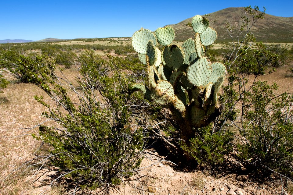 Opuntia chlorotica
