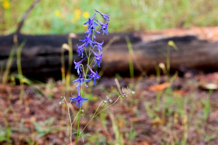 Delphinium scopulorum